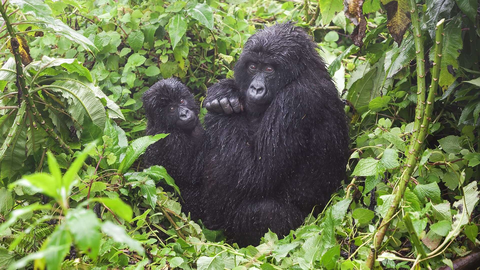 Rwanda