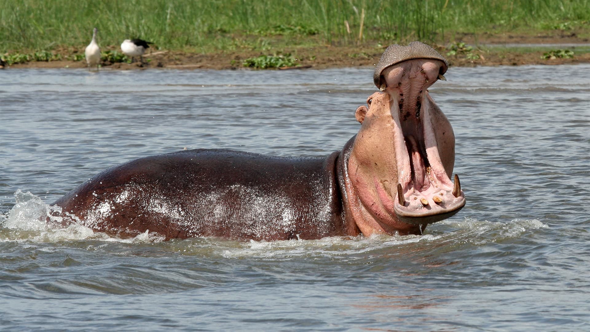 Highlights of Uganda (14 days)