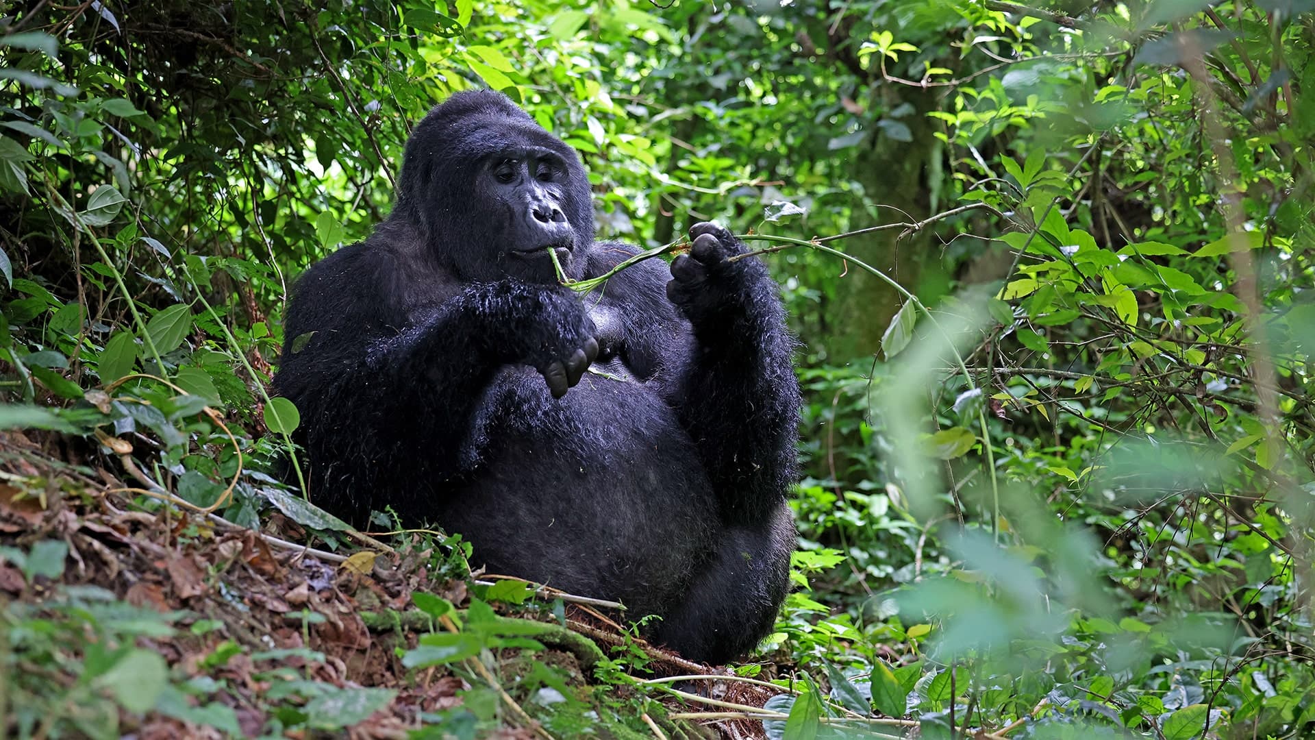 Primates of Uganda (16 days)