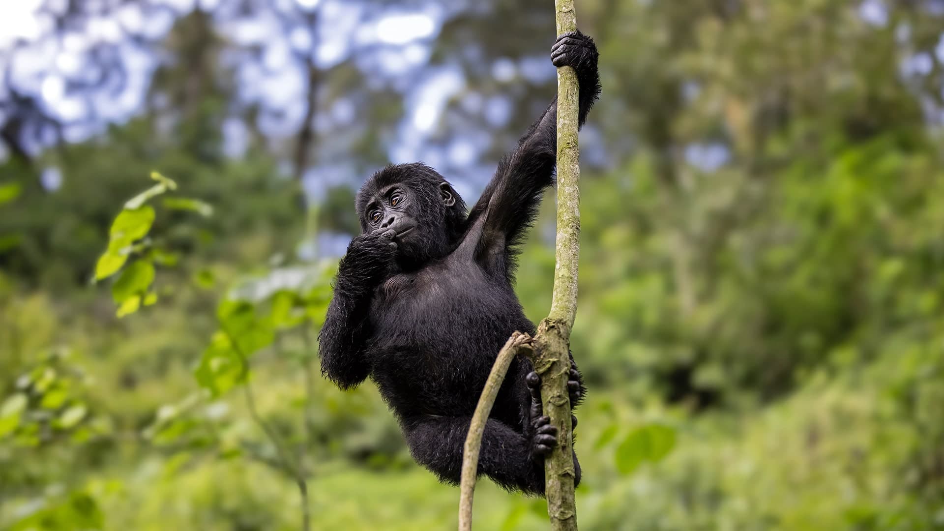 Safari Western Uganda (10 days)