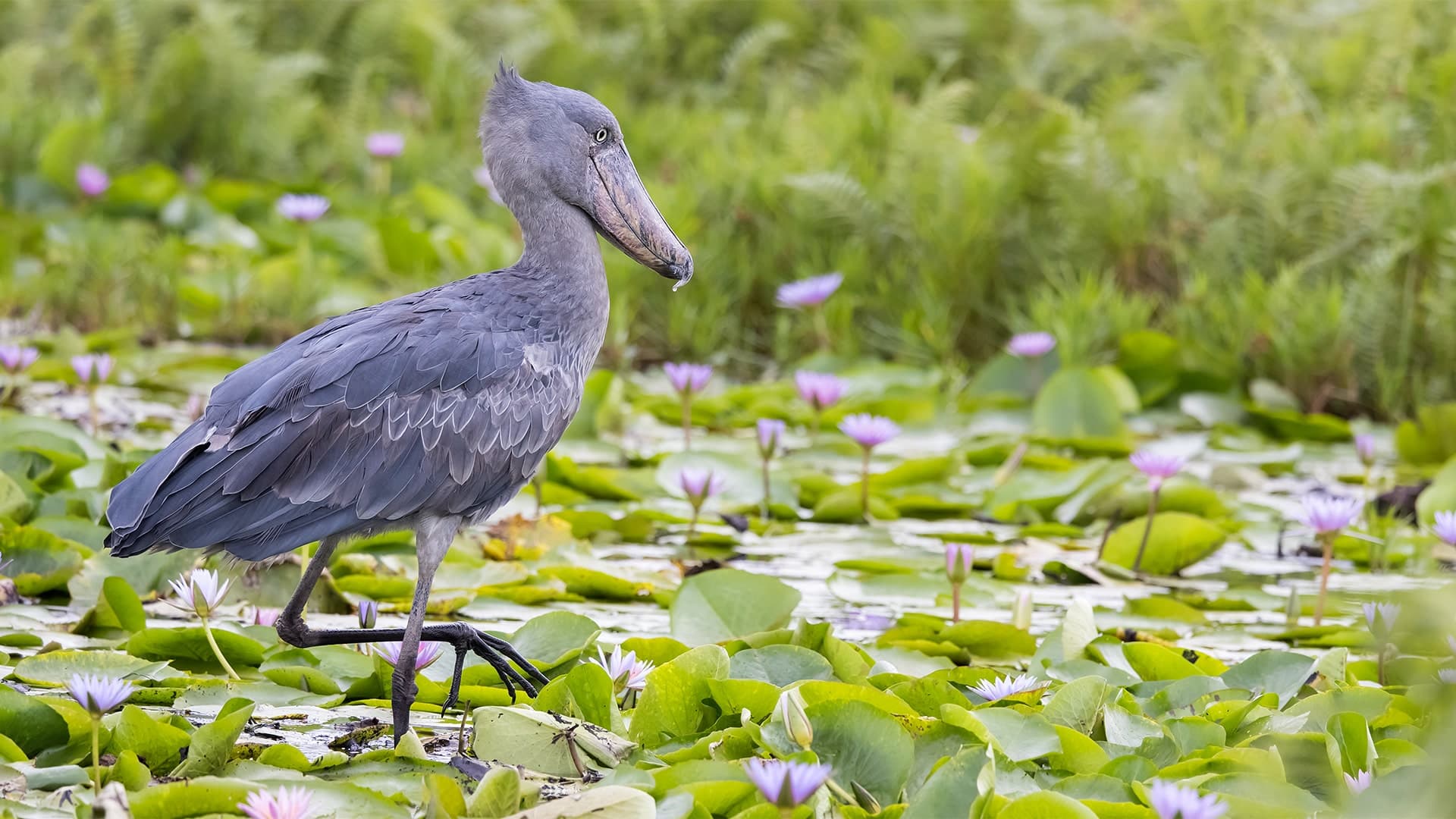 Birding through Uganda Safari (22 days)