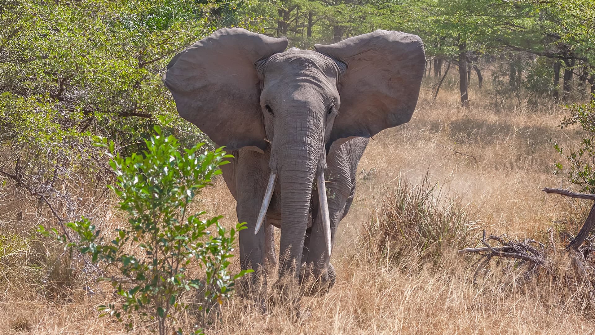 Wilderness in Style: Southern Tanzania Luxury Safari (14 days)