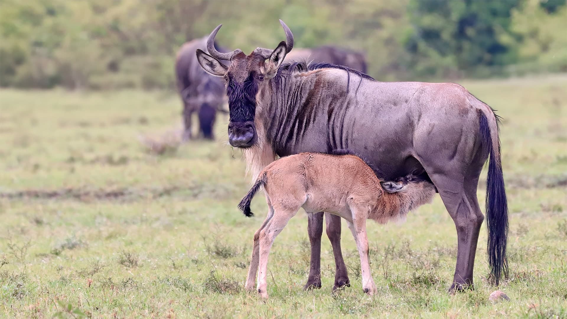 Calving & Wildebeest Migration in Tanzania (9 days)