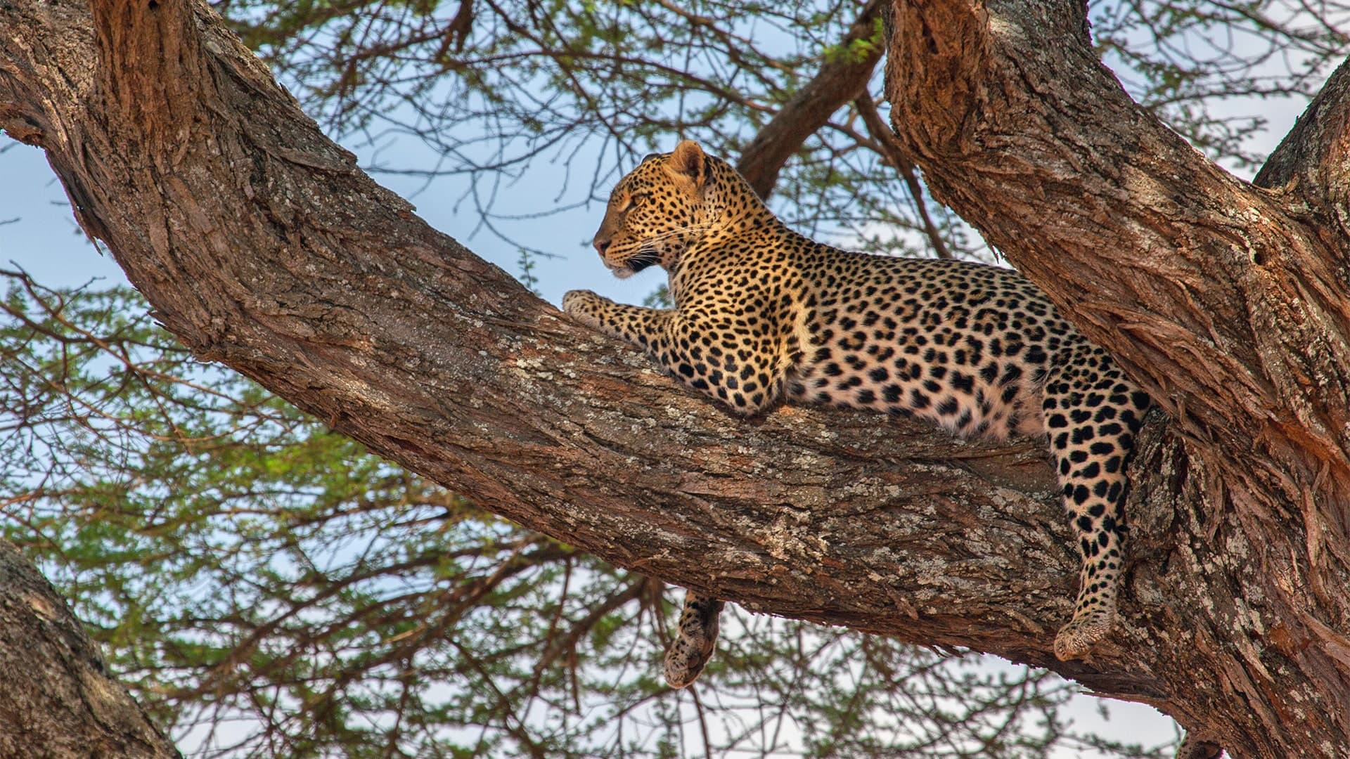 The Highlights of Tanzania (8 days)