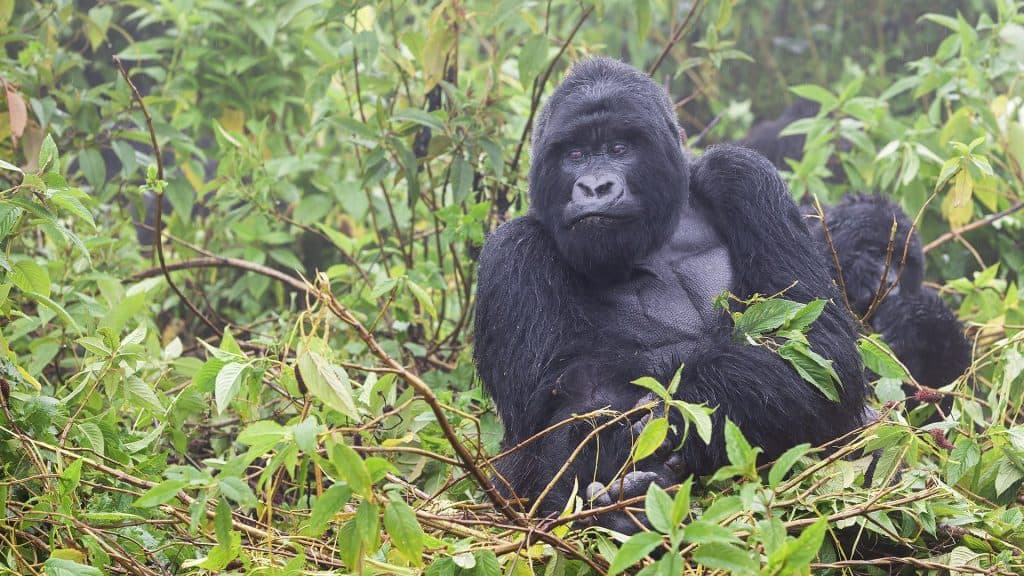 Tours Rwanda