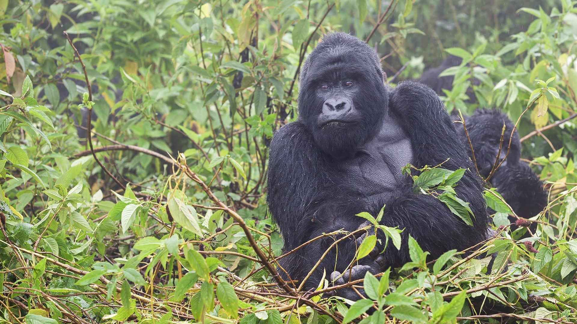 Gorilla Tracking in Bwindi (4 days)