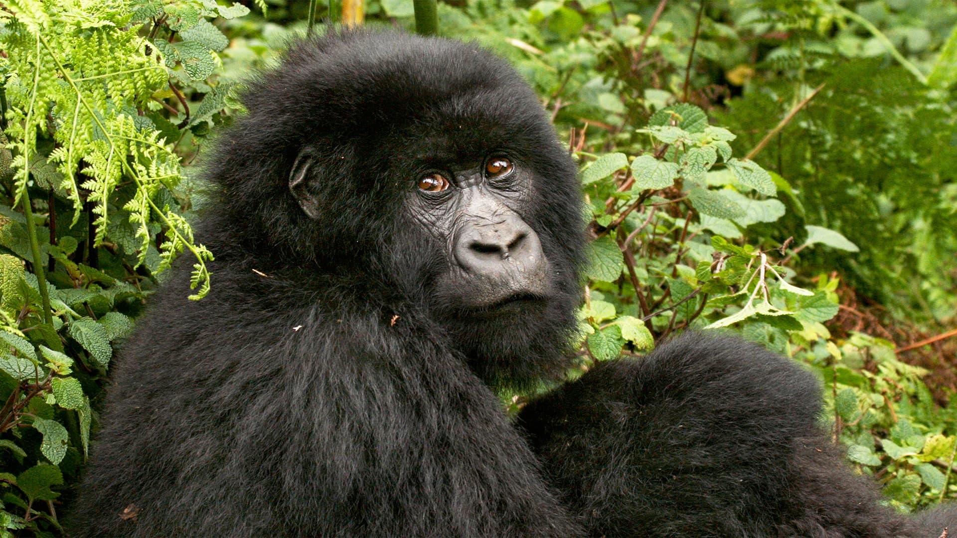 Highlights of Uganda and Rwanda (15 days)