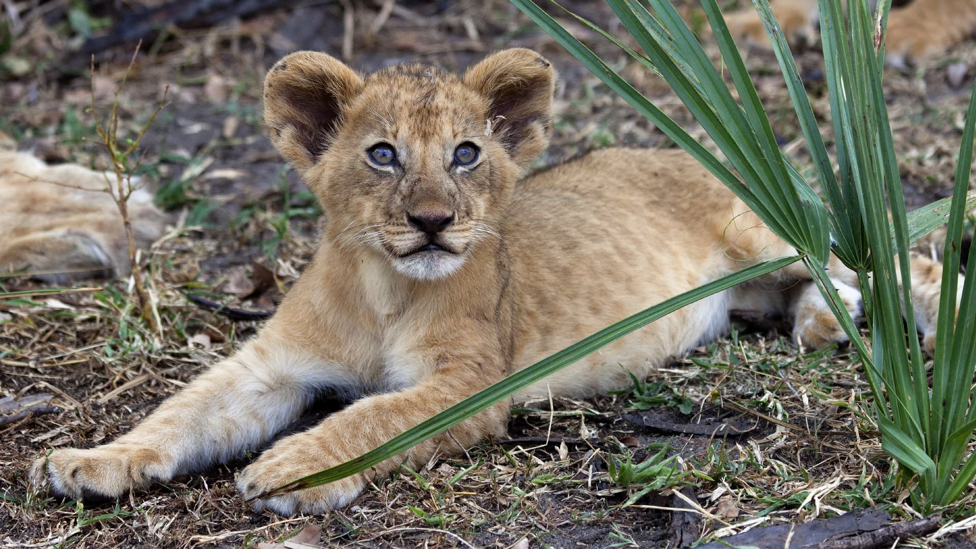 Nyerere National Park (Selous) (5 days)