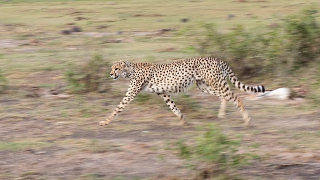 Tours Kenya