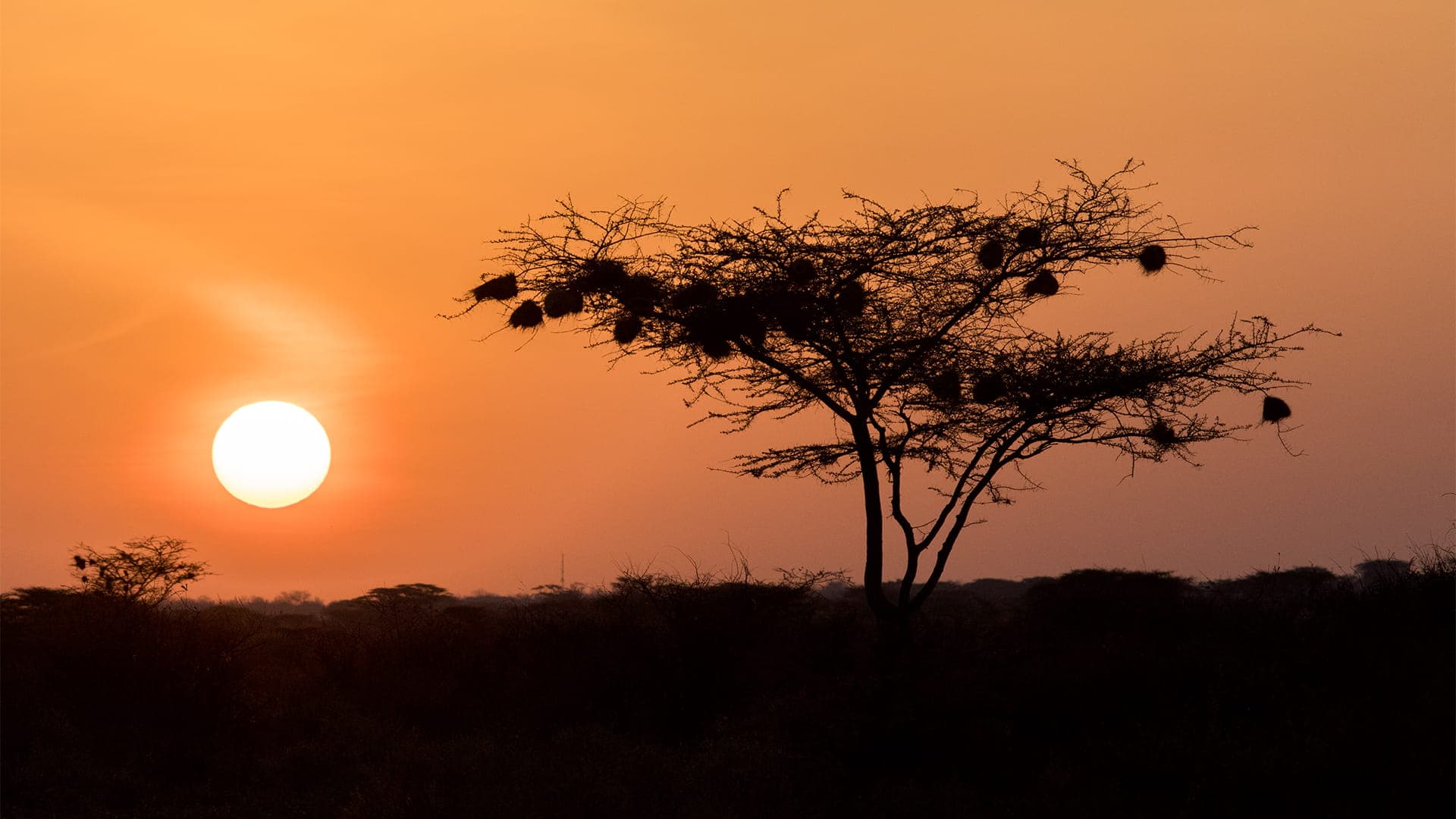 Luxury Safari and Beach (14 days)