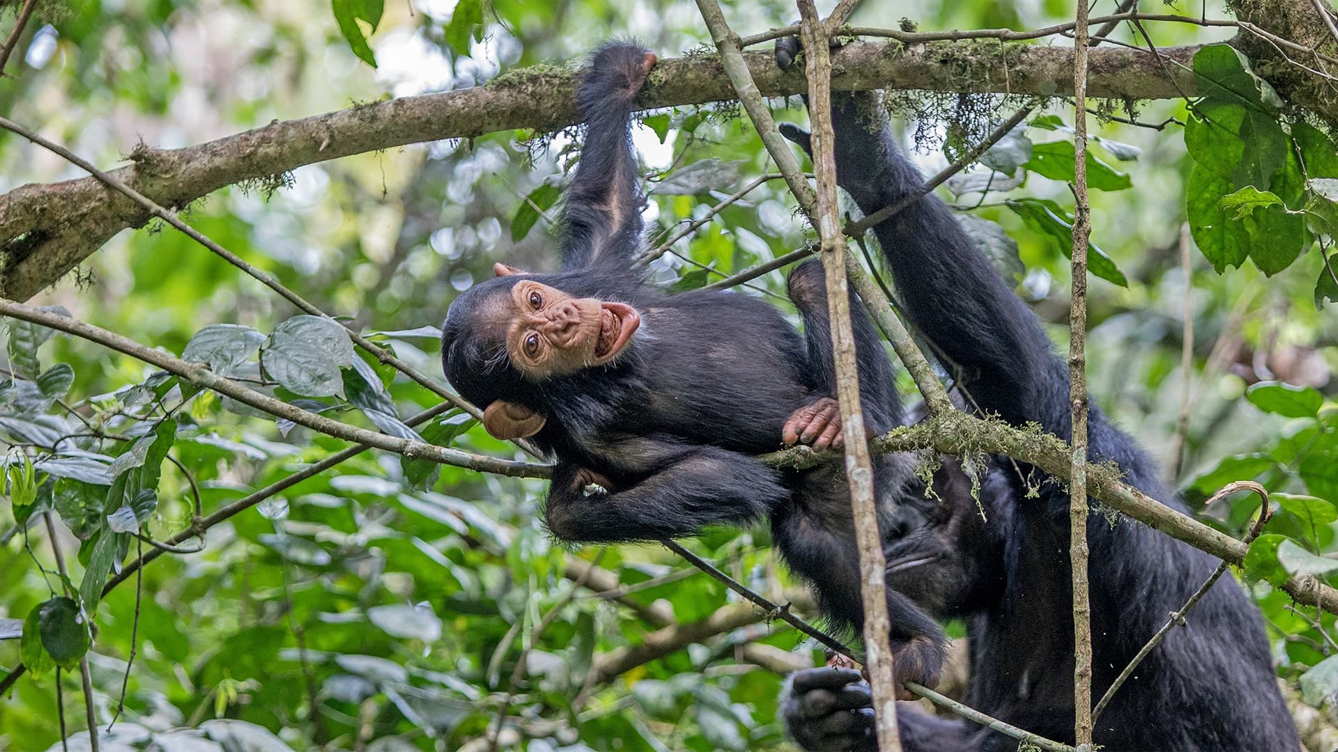 Best of Uganda & Rwanda (21 days)